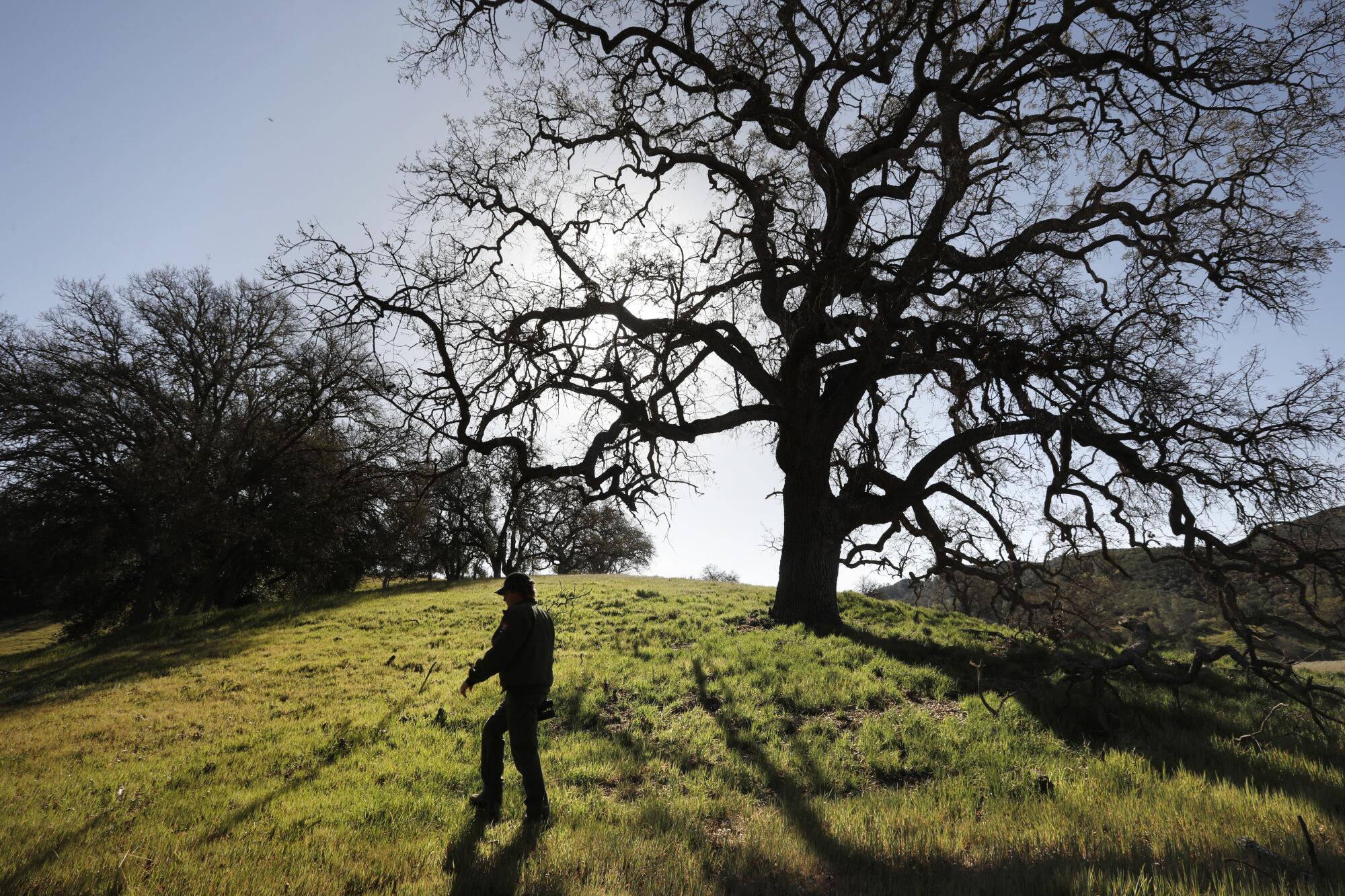 A man walks in a park by a large tree