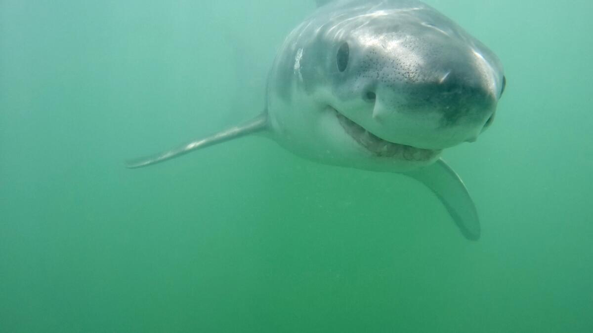 Marine photographer Eric Mailander captured a "smiling" juvenile great white shark in Monterey Bay this month.