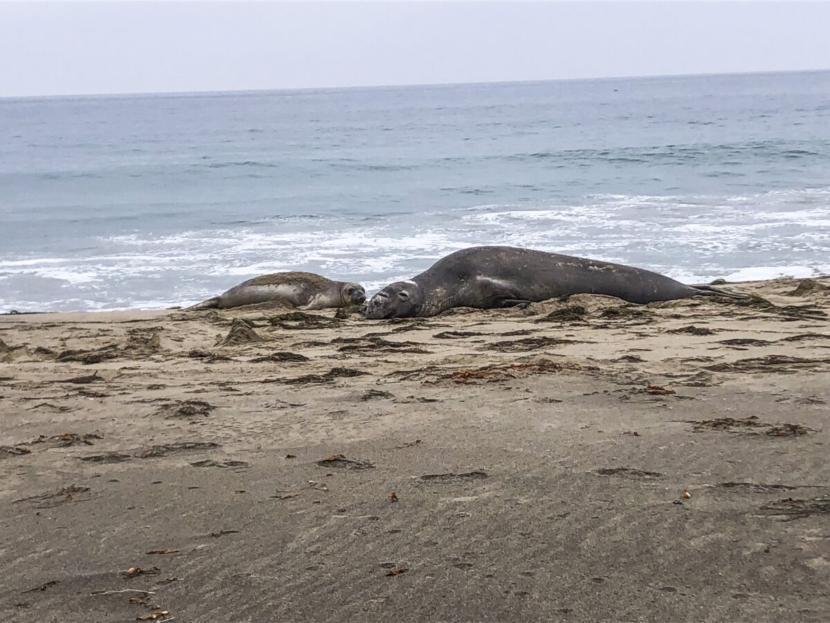 Two elephant seals, one large and one small, lie on the sand