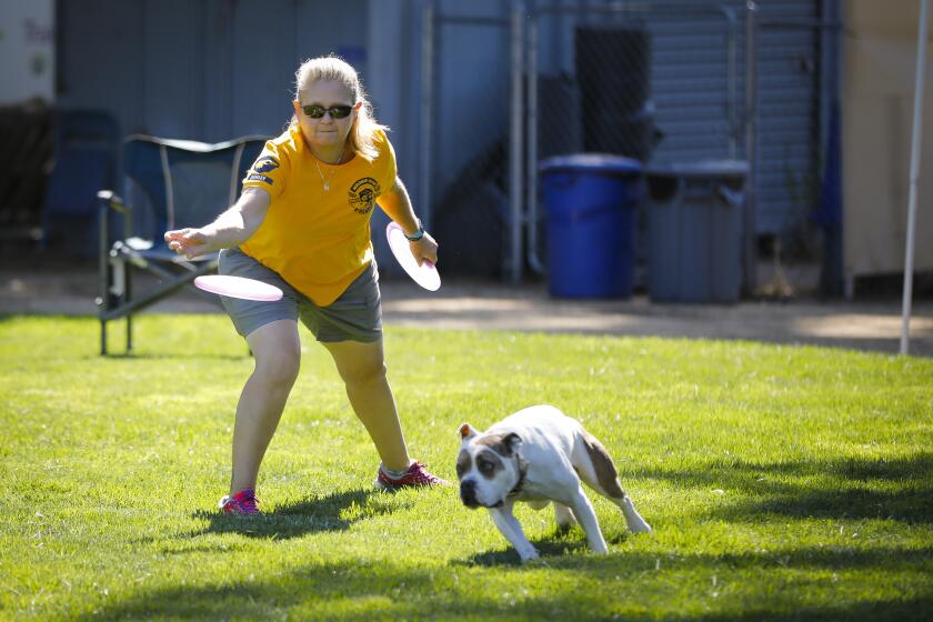 Pam Sheets throws a Frisbee to her dog, Barley, during the K9 Frisbee Toss & Fetch Worldwide Championship 2019, at Agape Ranch Dog Sports, October 12, 2019, in Valley Center, California. The competition was going on simultaneously at several locations around the United States, and locations around the world.