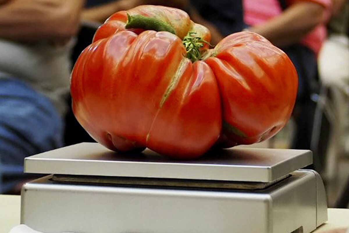 This Aug. 23, 2019, image provided by John Damiano shows a large tomato on a scale as it is entered into the Great Long Island Tomato Challenge competition in Farmingdale, N.Y. (John Damiano via AP)