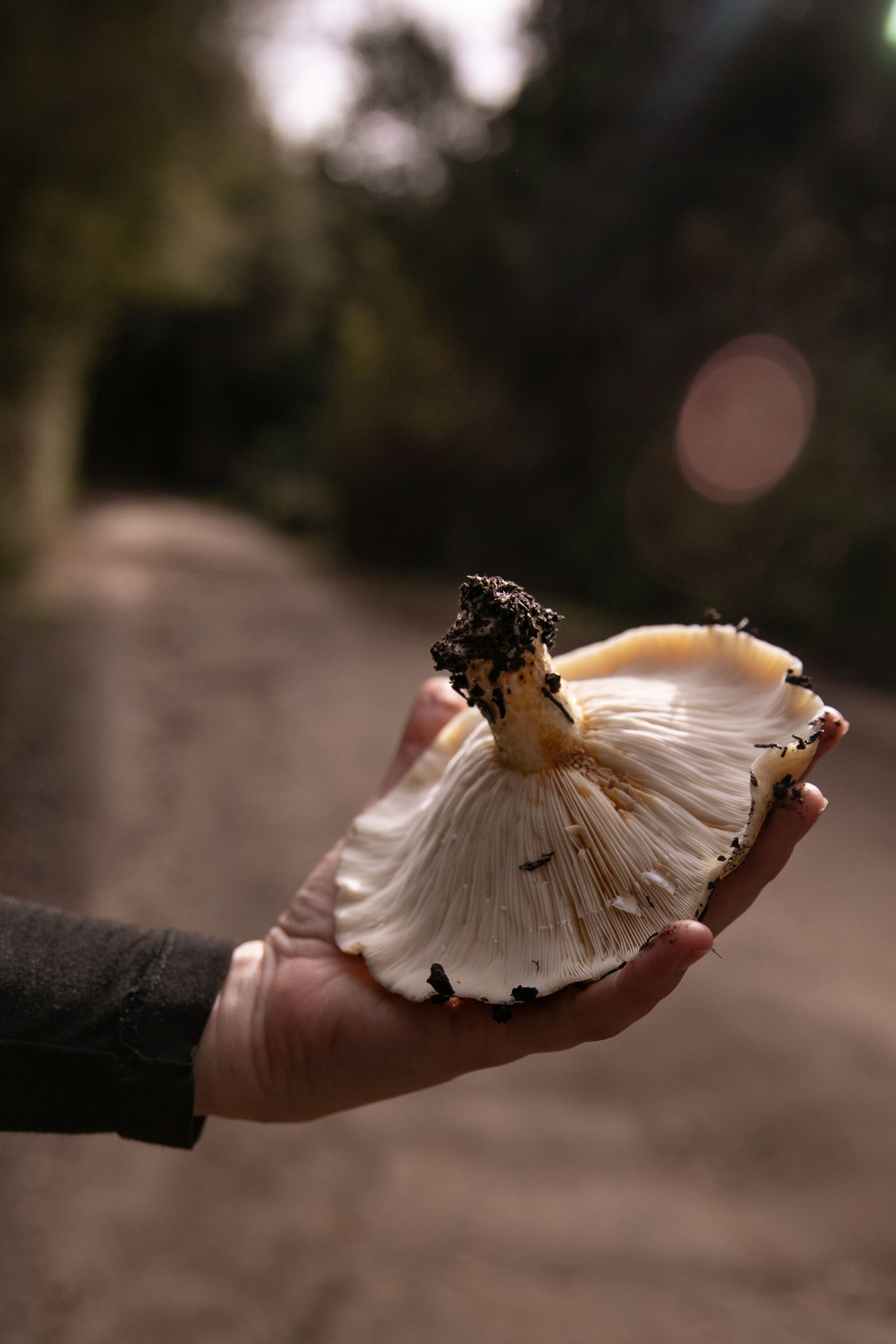 A hand holds a large mushroom upside down.
