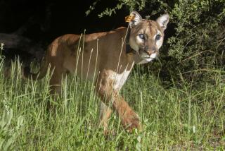 Uno, a female mountain lion often seen patrolling Orange County mountains, died last week after being struck by a vehicle near Santiago Canyon Road.
