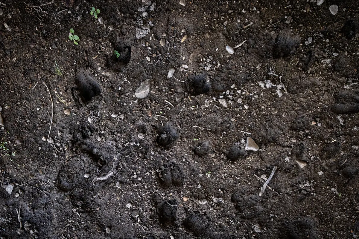 California wildlife officials quietly shift on killing a high-profile predator In September, animal tracks dot the mud in a wildlife crossing installed under Highway 395 near the Eastern Sierra community of Bridgeport. (Jason Armond / Los Angeles Times)