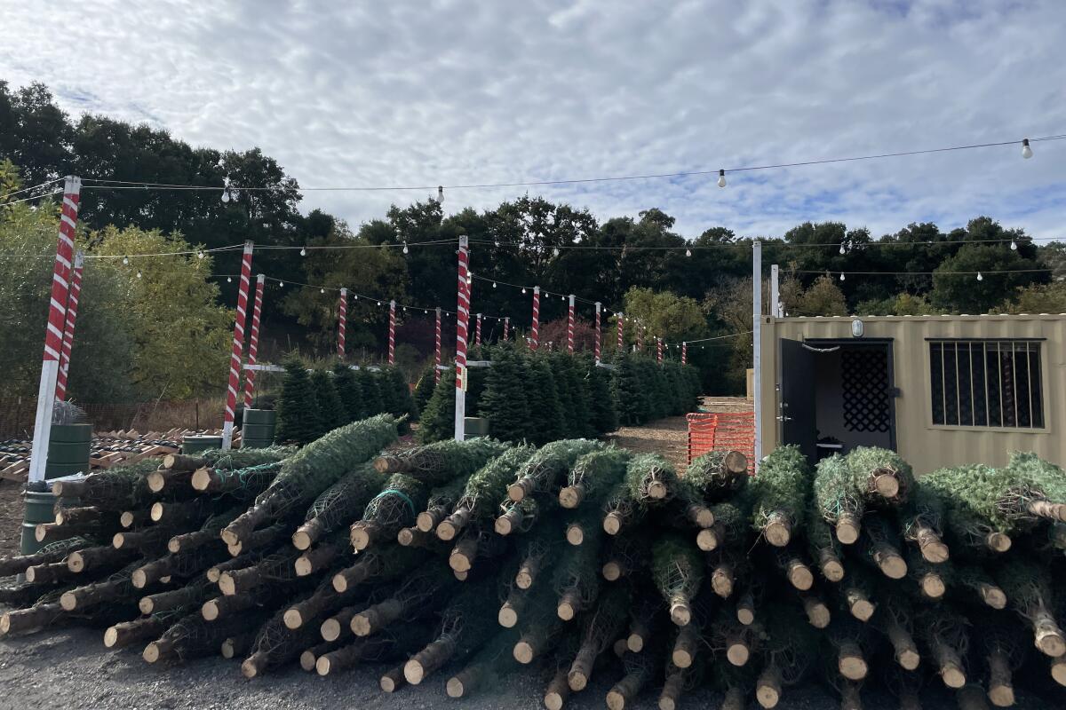 A pile of netted, tied-up Christmas trees laying on their sides in a Christmas tree lot
