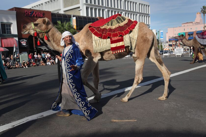 December 7 , 2014 San Diego, CA. USA | Camelot was led by Gil Riegler with Oasis Camel Dairy in Ramona, as part of a living nativity entrant in the parade Sunday for the La Jolla Presbyterian Church. The La Jolla Christmas Parade and Holiday Festival kicked off the season Sunday through the streets of downtown La Jolla, complete with dogs in reindeer antlers, floats with a local flavor and high school marching bands. | Mandatory credit: Photo by Peggy Peattie/ U-T San Diego// copyright 2014 San Diego Union-Tribune LLC