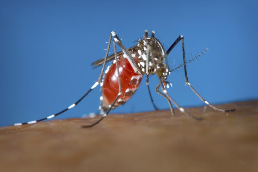 Un mosquito Aedes albopictus sobre un ser humano. Foto entregada por los Centros para el Control y la Prevención de Enfermedades de Estados Unidos en el 2003. (James Gathany/ Centros para el Control y la Prevención de Enfermedades via AP)