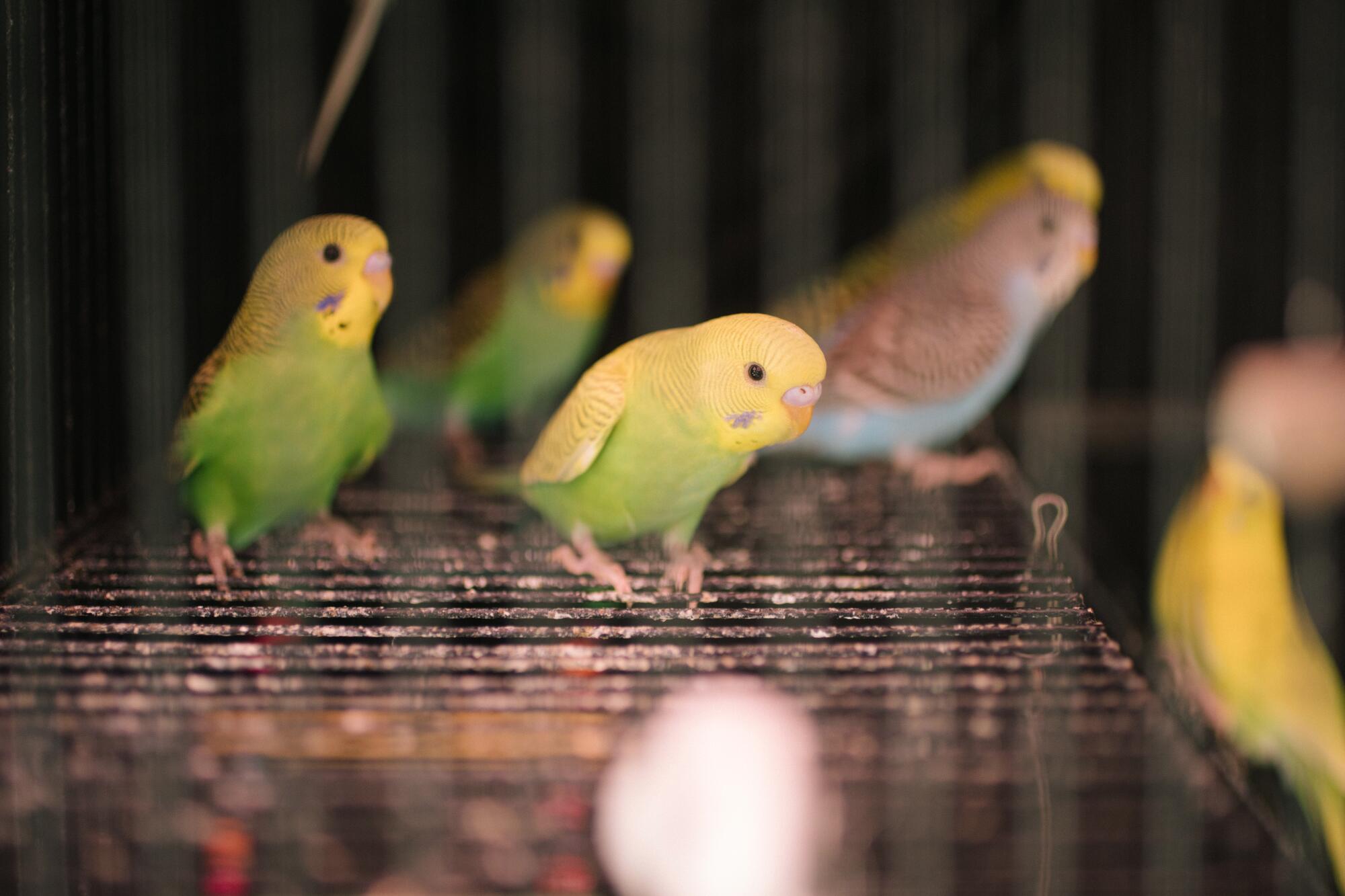 A handful of parakeets standing together inside a cage.