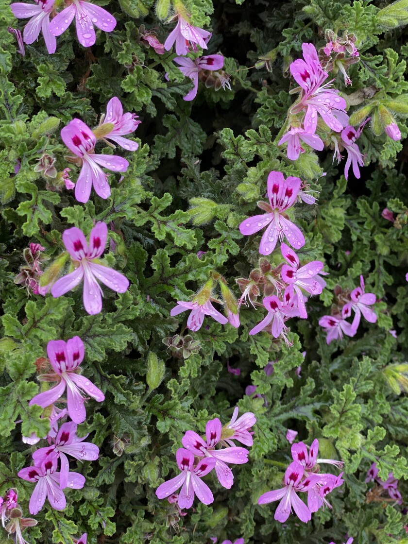This scented geranium has cheerful violet flowers.