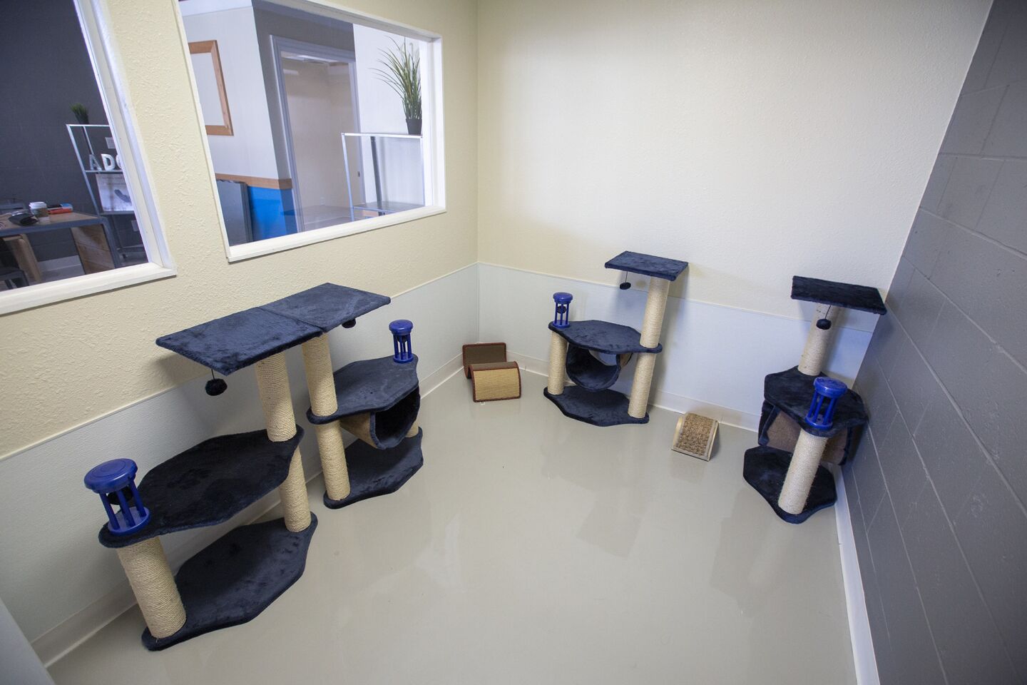 The cat room at the new Orphanage animal adoption center awaits Saturday's grand opening in Costa Mesa.