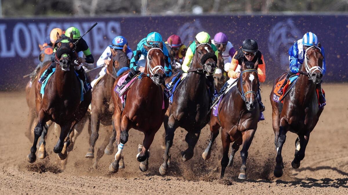 Horses in the eighth race round the turn during the Breeders' Cup at the Del Mar racetrack in Del Mar on Saturday. Mind Your Biscuits (far left in blue and orange silks), a horse trained by Chad Summers, came in third.