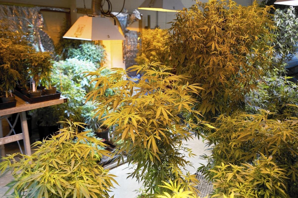 Marijuana plants fill a grow room in the University of Mississippi research lab, the only such site under contract with the federal government.