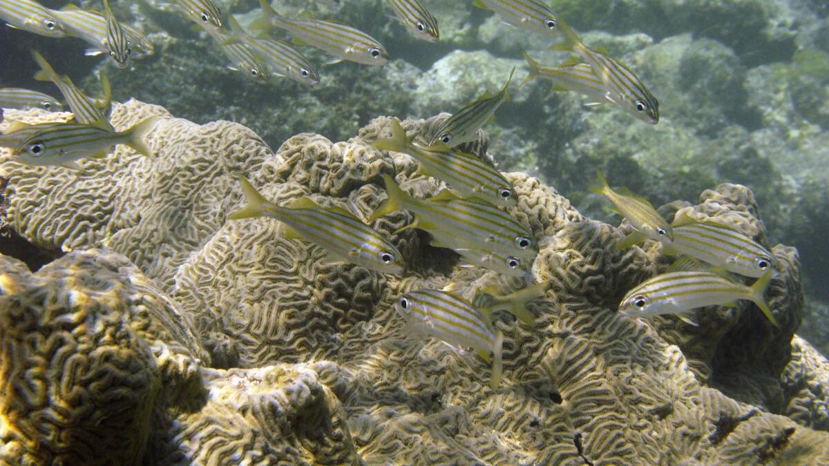 Fish swim next to a coral reef at Cayo de Agua in archipelago Los Roques, Venezuela in 2008.