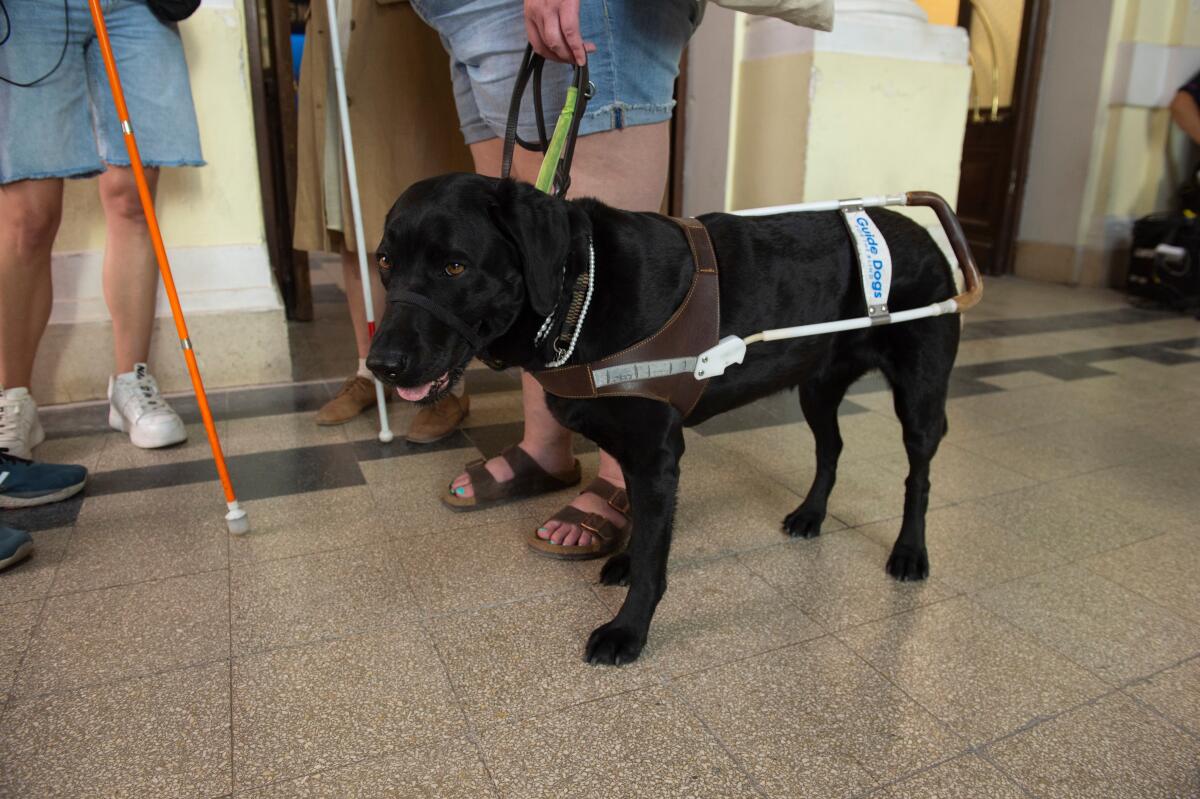 A black guide dog stands on a linoleum floor marked with tape. People next to the dog are holding canes.