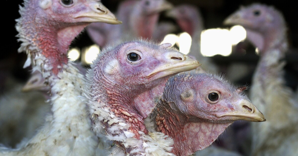 Смертельный птичий грипп возвращается на Средний Запад раньше, чем ожидалось