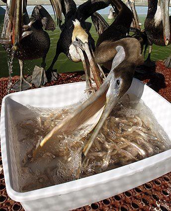 Saving pelicans -- Fishing for food
