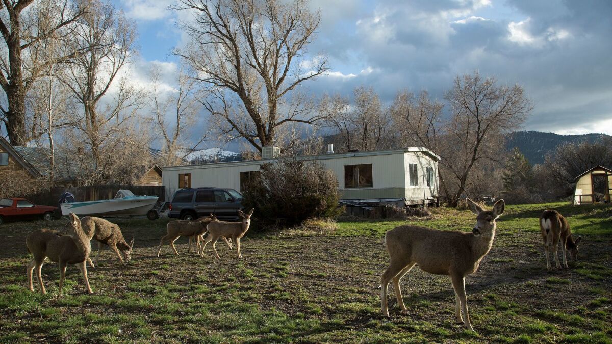 Deer graze on the front lawn of a house on Beckwith Road in Loyalton. (Myung J. Chun / Los Angeles Times)