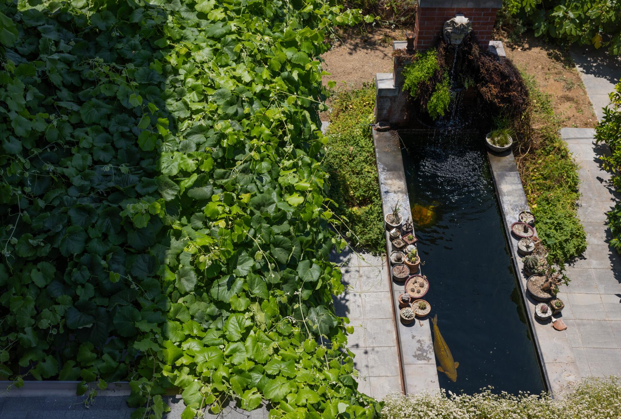 An overhead view of a koi pond with greenery around it.