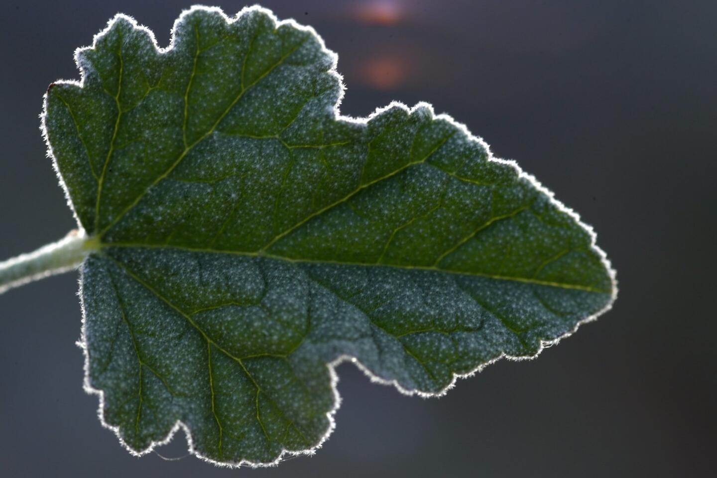 The leaf of the Apricot Mallow (Sphaeralcea ambigua).