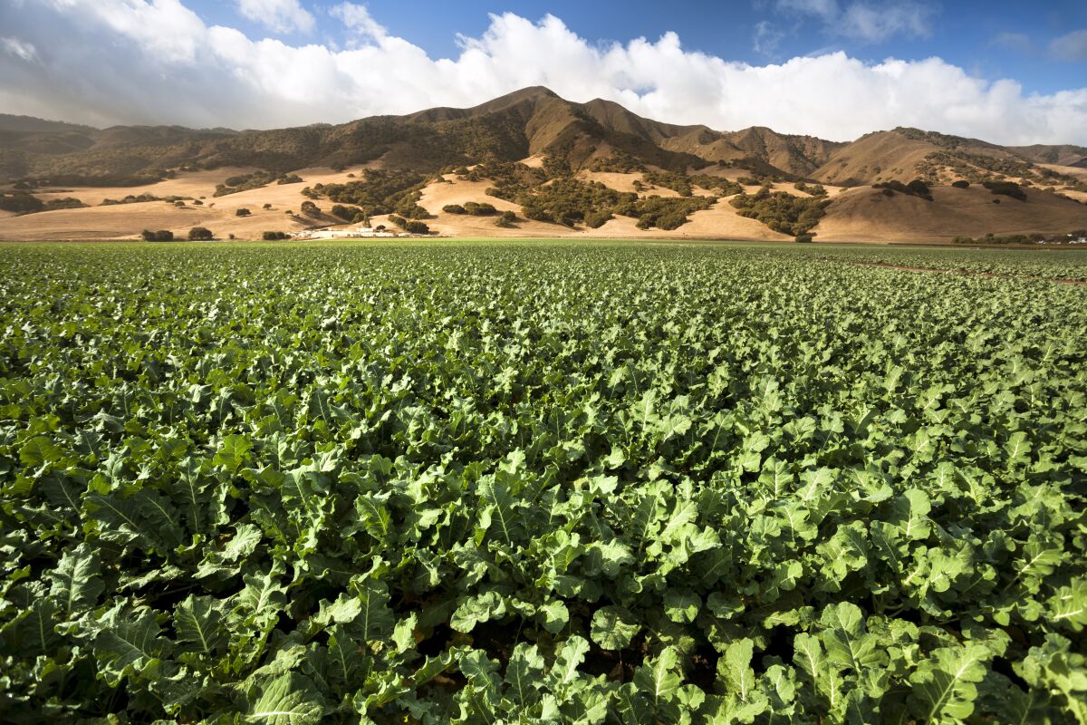 A celery field stretches to the foothills in California's Salinas Valley.