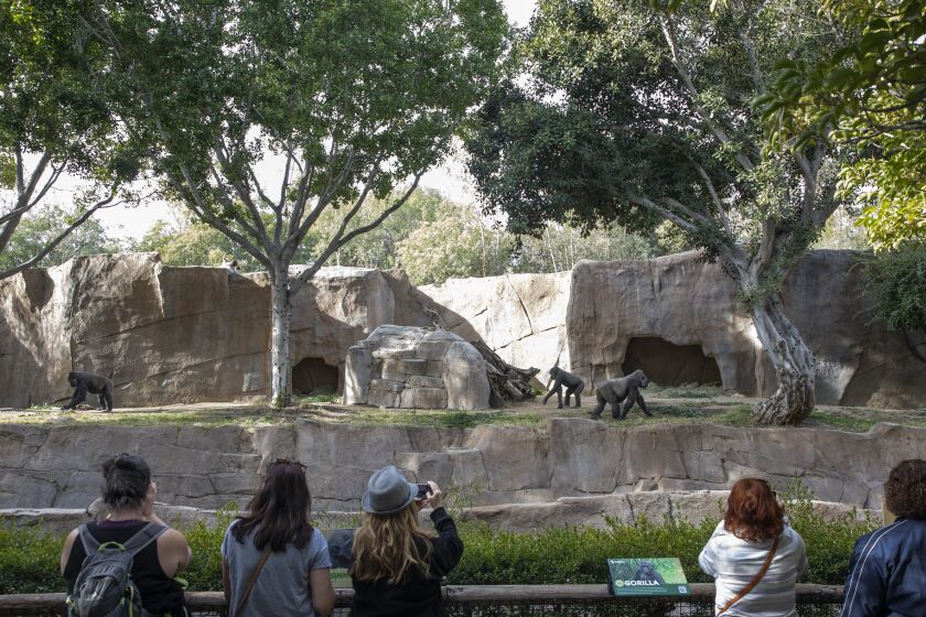 Escondido, California - December 27: People watch as a troop of gorillas enter their habitat at the San Diego Zoo Safari Park on Tuesday, Dec. 27, 2022 in Escondido, California. Frank and Monroe lived with the troop up until recently. (Ana Ramirez / The San Diego Union-Tribune)