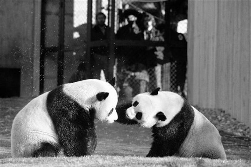 FILE - In this April 20, 1974 black-and-white file photo, The National Zoo's giant pandas, Ling-Ling and Hsing-Hsing play in their yard in Washington. The National Zoo is celebrating 40 years of pandas. Monday was the 40th anniversary of the day pandas Hsing-Hsing and Ling-Ling landed at Andrews Air Force Base in Maryland. The pandas were gifts to the United States from China following President Richard Nixon's historic visit to the country. The pandas were officially presented to the Zoo on April 20, 1972. Ling-Ling lived at the National Zoo until 1992, when she died. Hsing-Hsing died in 1999. (AP Photo/Charles Tasnadi, File)