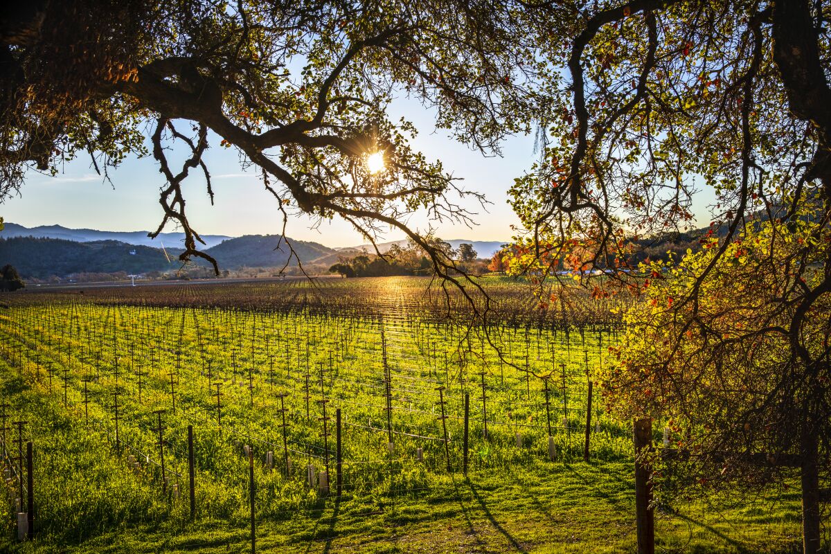Napa Valley vineyards framed by trees and mountains