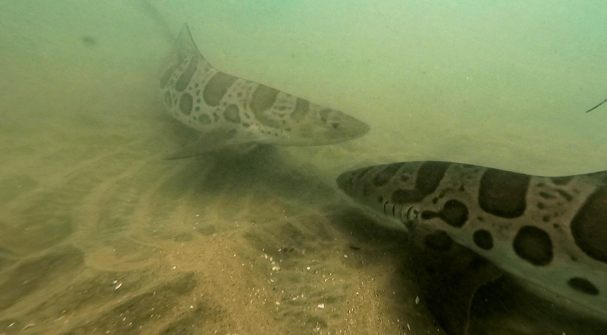 Leopard sharks swim along the sea floor off La Jolla Shores.