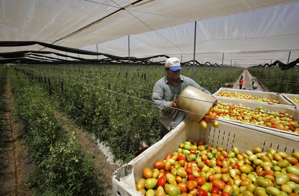 A worker loads just-picked Roma tomatoes at Agricola El Porvenir.