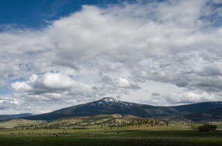 A snowcapped mountain rises above a meadow filled with grazing cattle.