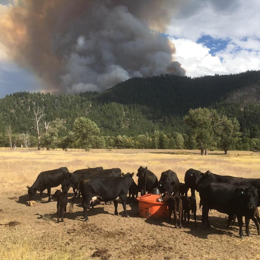 Cattle feed near the Walker fire in Plumas County