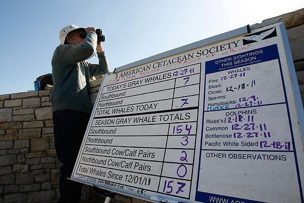 Tracking the gray whale