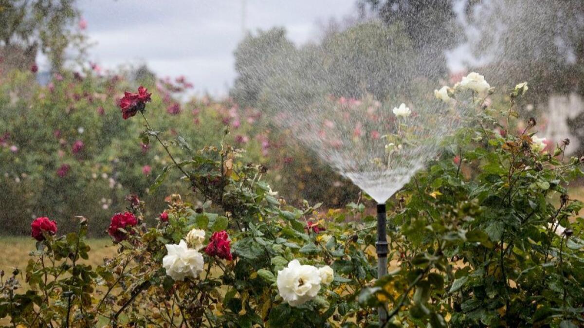 Watering roses from overhead, like a rain shower, is one of the new rules for tending roses at The Huntington Library Rose Gardens.