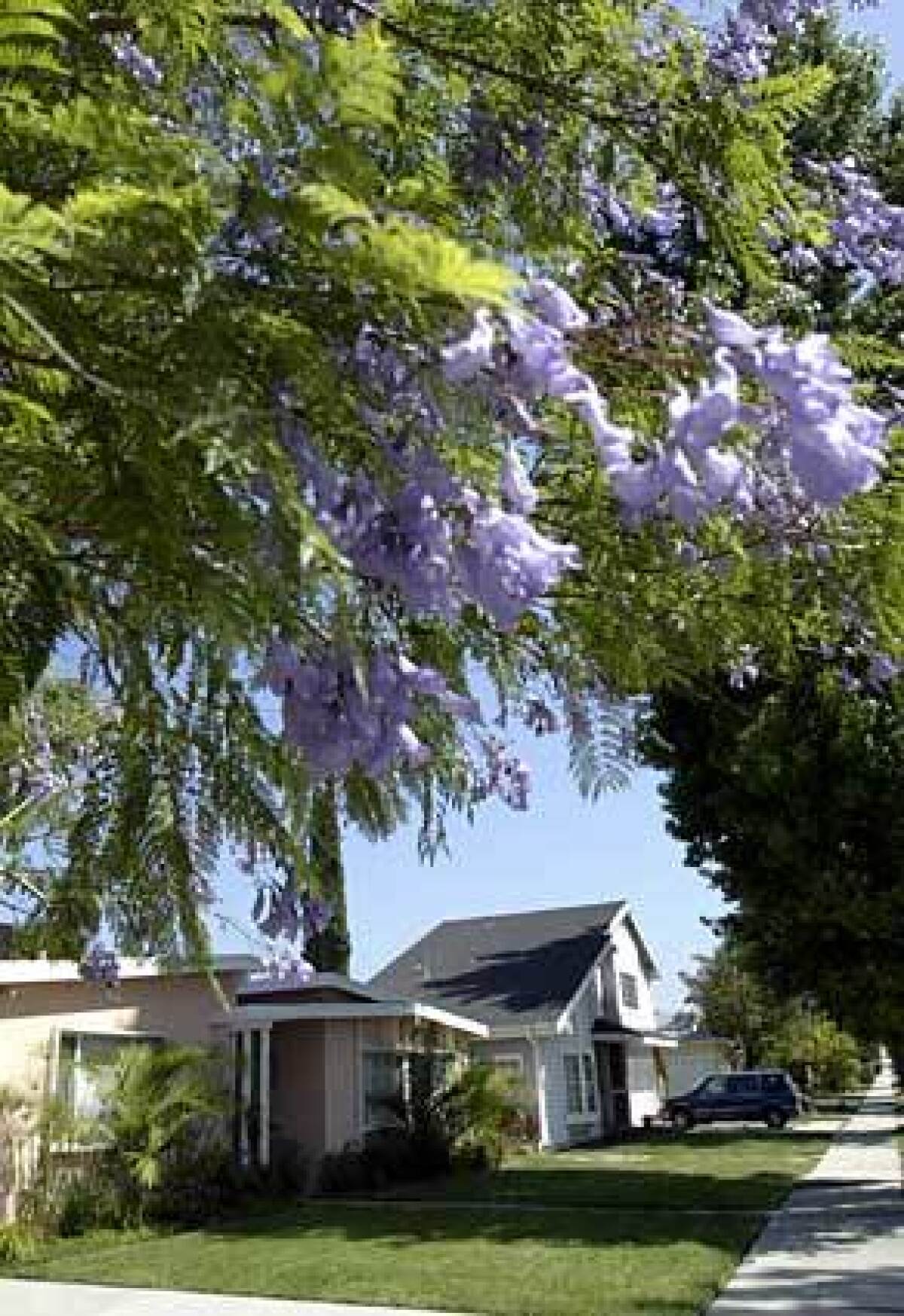 Trees add character and help cool tract homes along Aldea Avenue.