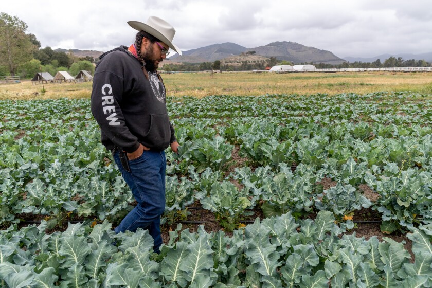 Hernan Cavazos walks through rows of broccoli during a tour of Solidarity Farm in Pauma Valley