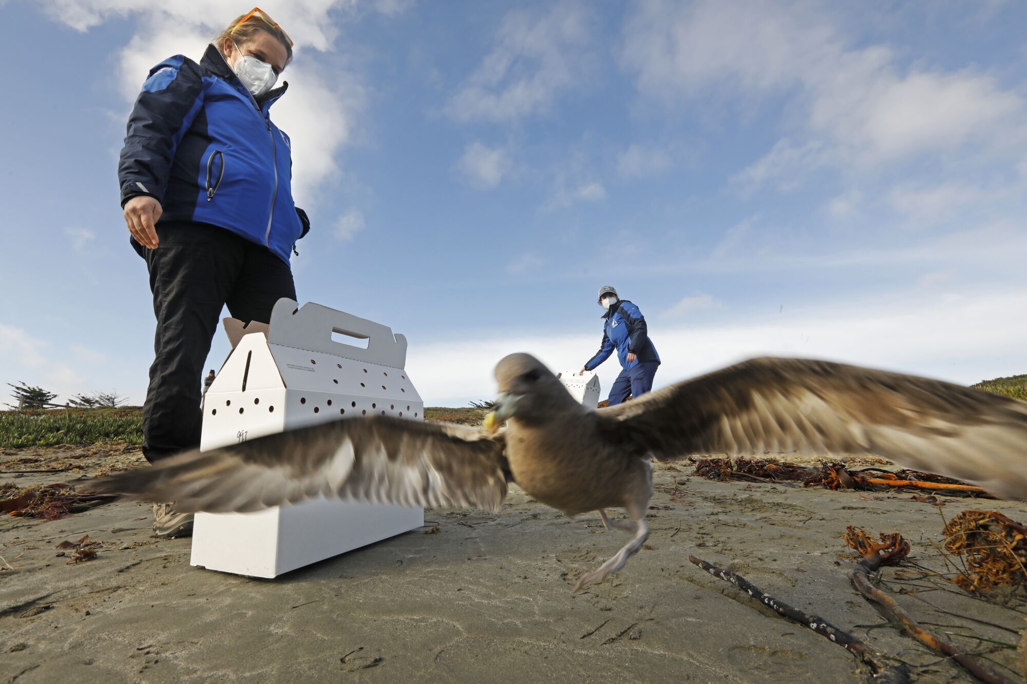 Julie Skoglund and Kelly Beffa, release two of seven fulmars at Doran Beach.