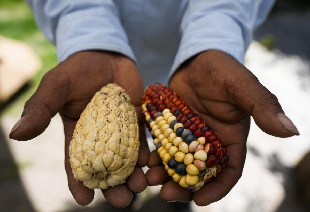 El agricultor Farmer Jesus Vargas muestra maíz nativo que cultiva en Ixtenco, México, 