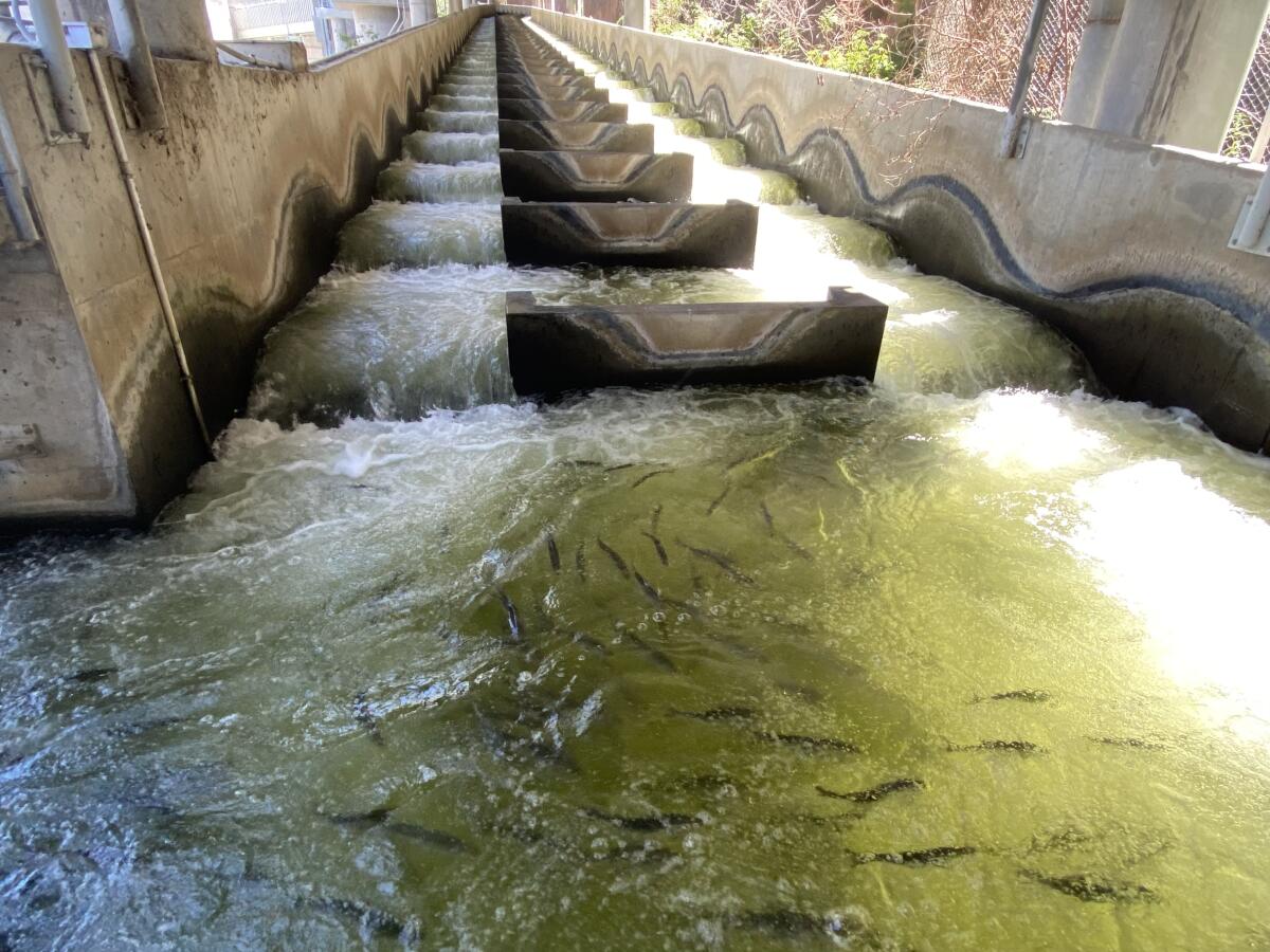 Fish swim on a Lower Granite Dam fish ladder.