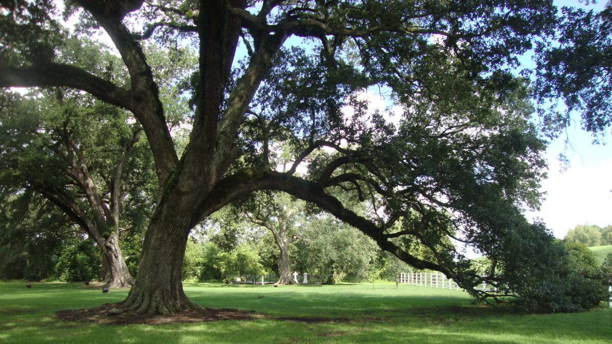 The grounds of the Nottoway Plantation evoke another era.