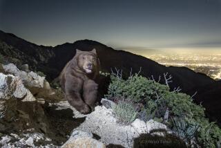 Photographer Johanna Turner captured this image of a ‘smiling’ black bear within the part of the Angeles National Forest