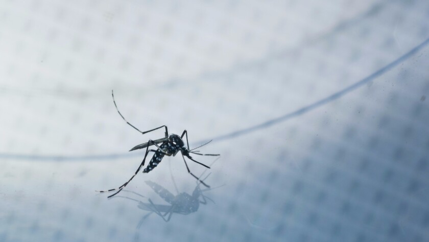 An adult Aedes albopictus, also known as the Asian tiger mosquito, is caught for testing in a backyard in Silver Lake. The mosquitoes are believed to be able to carry Zika virus.