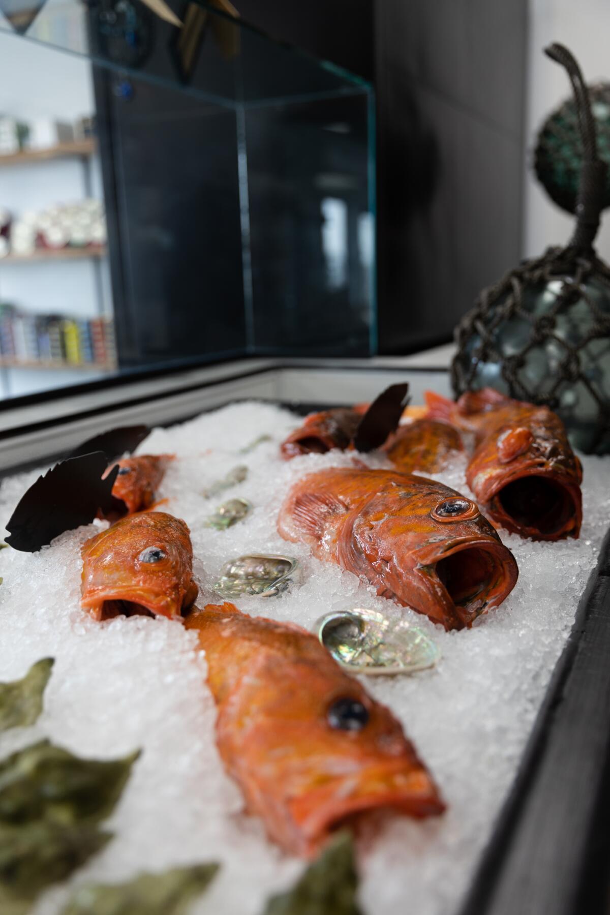 Rockfish, caught by local fishermen, on display in a refrigerated case.