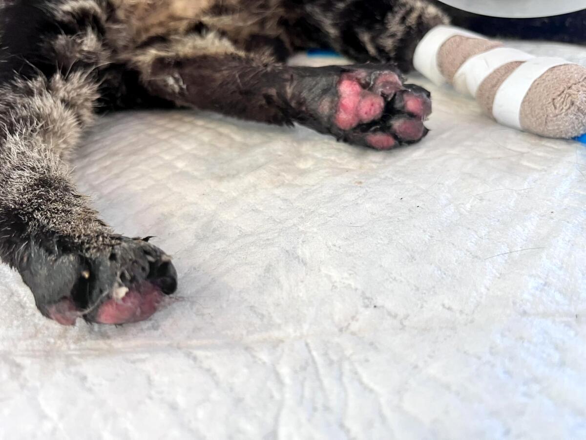 A cat at Kitty Charm Farm, an independent animal rescue on Maui, has burned paws.