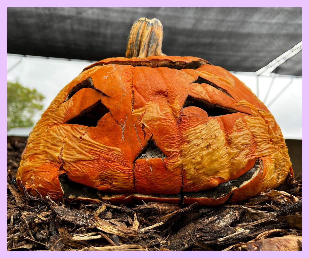 A decaying jack-o'-lantern resting on a pile of compost