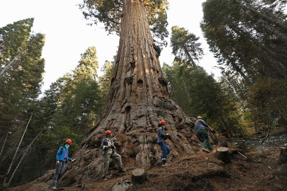 The 3,000-year-old Stagg Tree, the privately owned Alder Creek Grove, that was spared in the 2020 Castle fire.