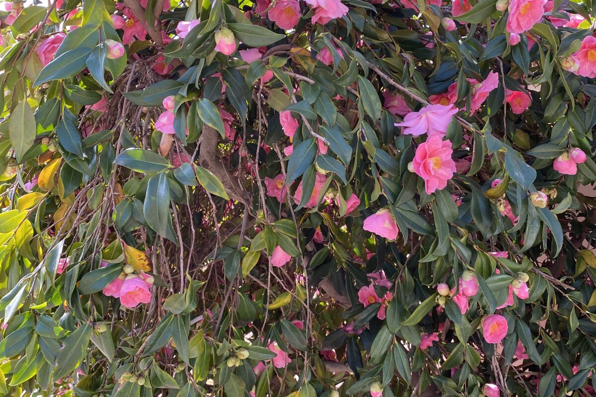 A wildly blooming tall camellia bush 