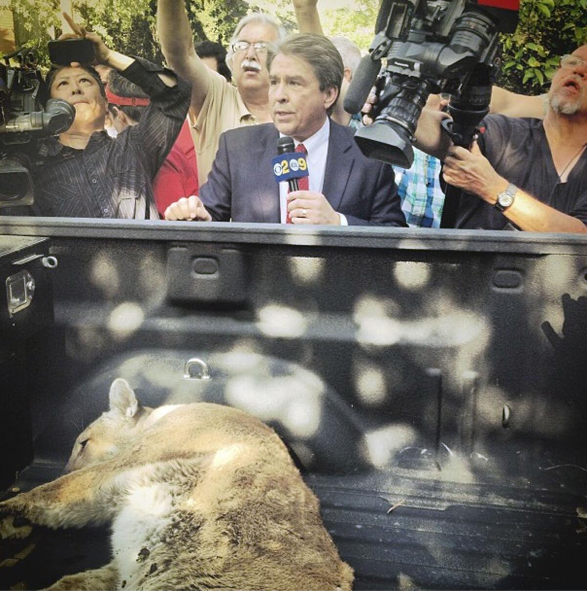 News crews watch as a mountain lion is tranquilized and taken from a La Crescenta backyard on Thursday, April 11, 2013.