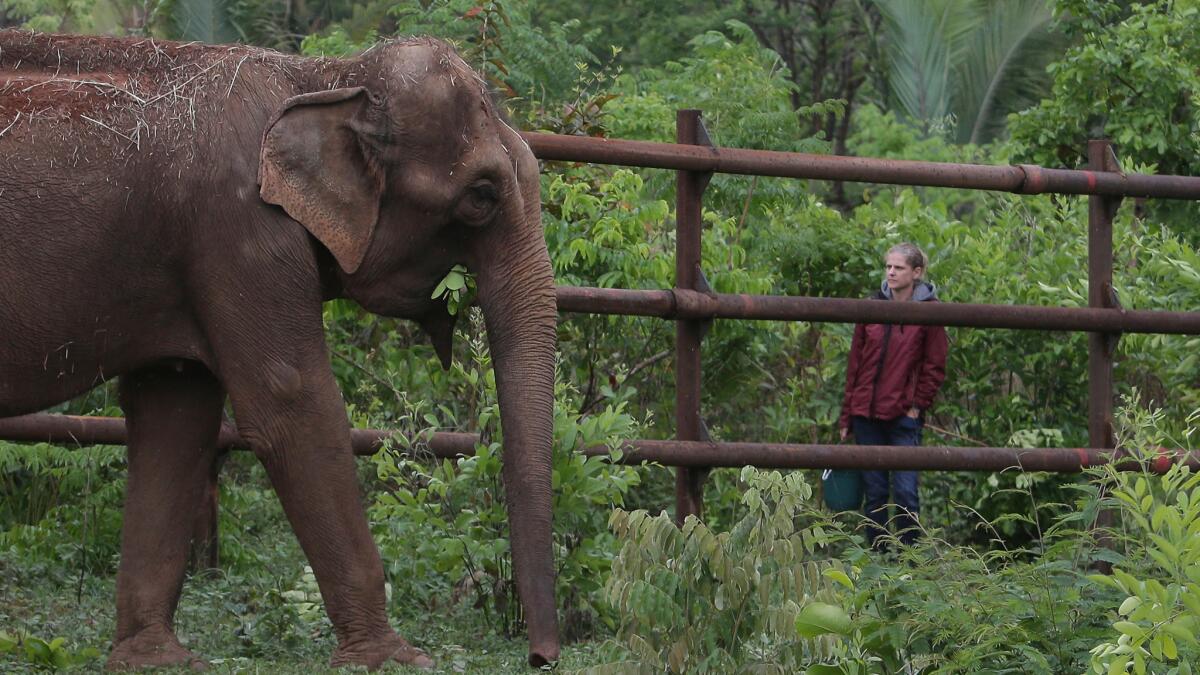 An Asian elephant named Guida explores Latin America's first elephant sanctuary in Chapada dos Guimaraes, Brazil, on Oct. 12, 2016.