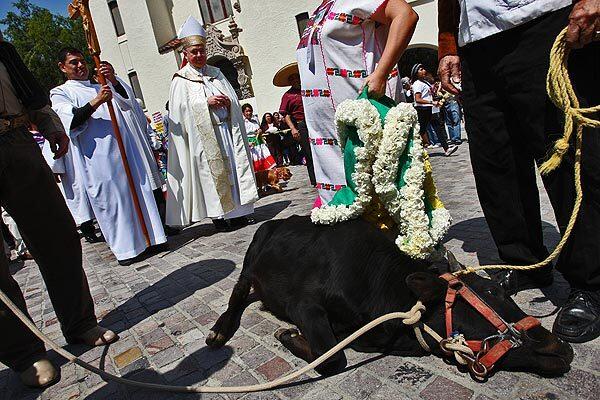 A calf collapses while leading the procession at the 81st annual blessing of the animals on Olvera Street in downtown Los Angeles. In the background is Archbishop Jose Gomez, head of the L.A. Archdiocese. The fatigued calf eventually was placed on a small cart and driven to the stage where the participating animals were blessed. See full story