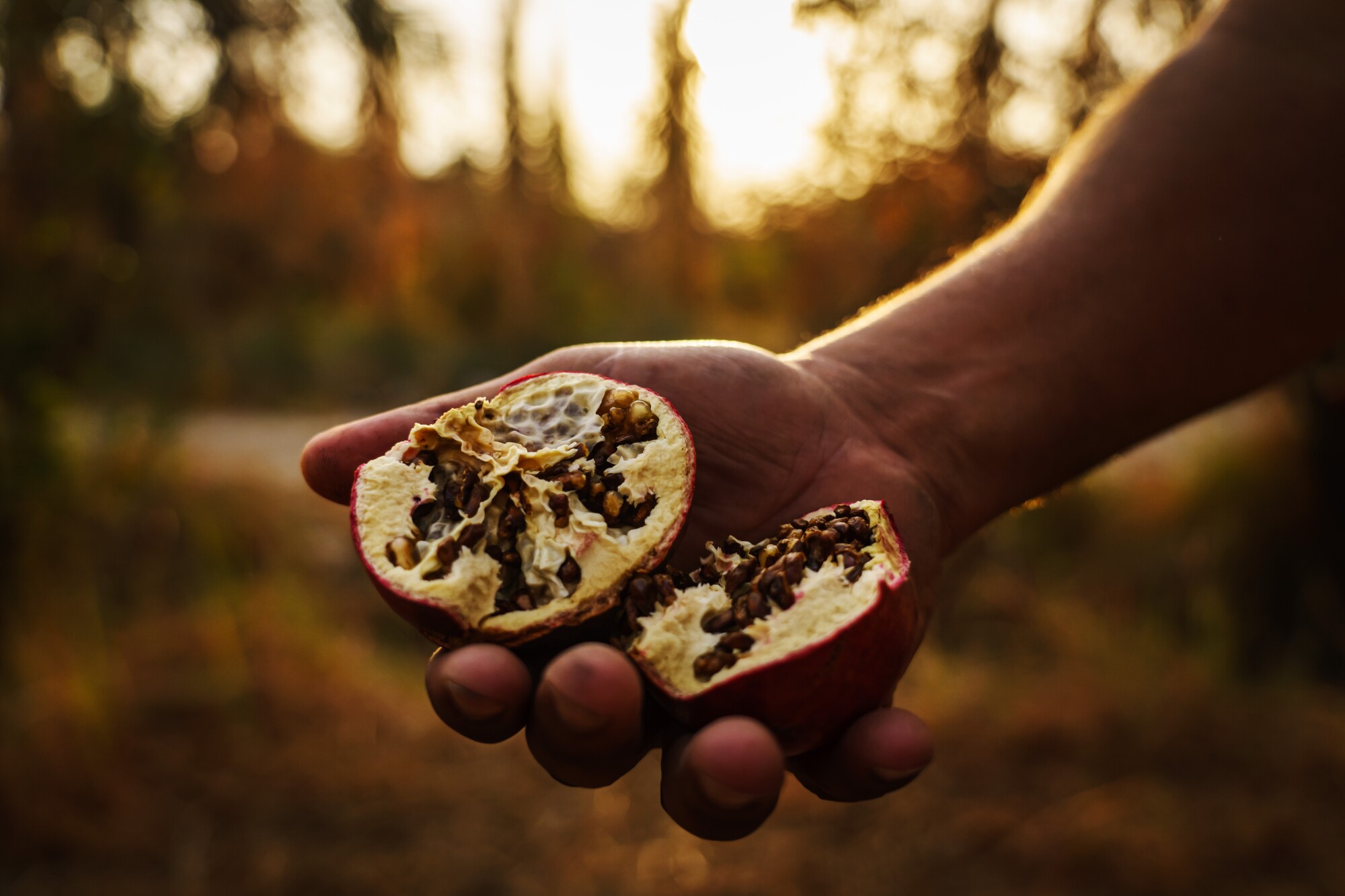 A hand holds a split-open pomegranate with dried-out seeds and pale yellow pith